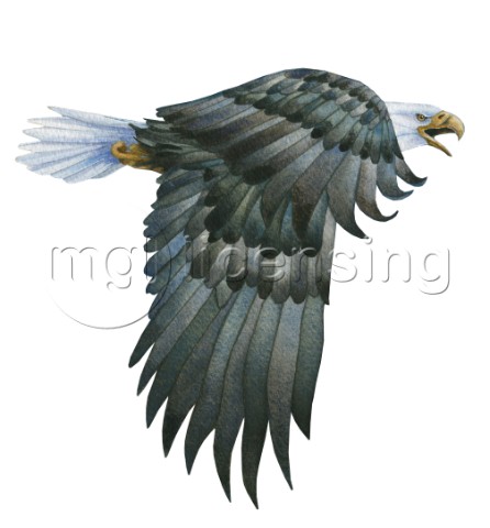 Eagle 852