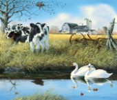 Stream companions - swans and cows
