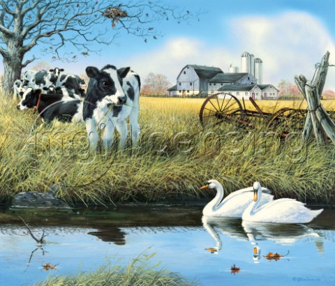 Stream companions  swans and cows