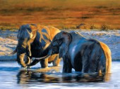 Two elephants bathing