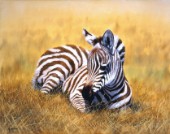 Zebra calf