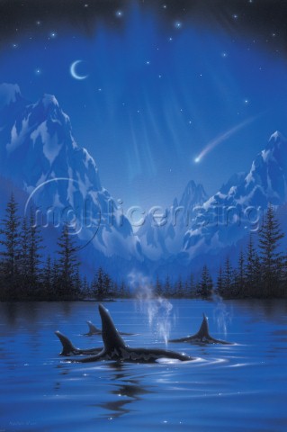 Moonlight night journey  killer whale
