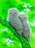Owl-Together 3