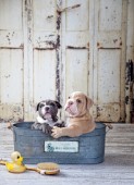 Two Dogs in Tub (variant 1)