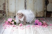 Dog Bride