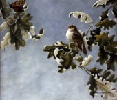 Sparrow and butterfly (NPI 2606)