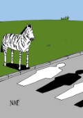 Zebra Crossing (E71)