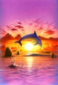 Day of the dolphin - sunset