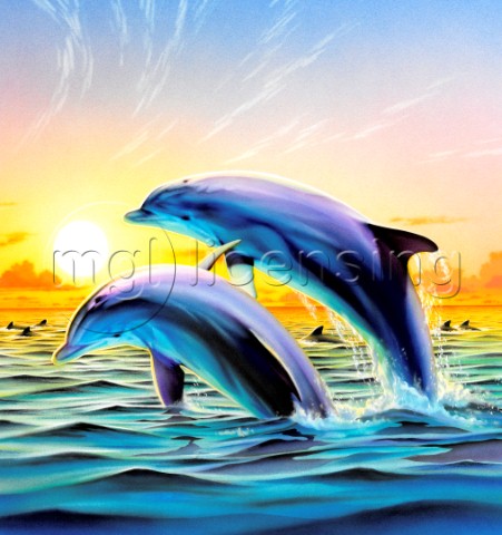 Dolphin duo