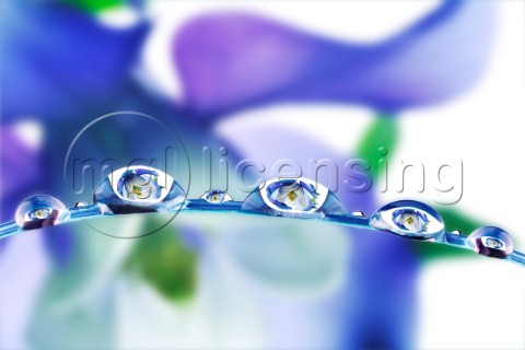 Water Drop Flowers F703