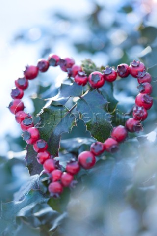 Hearty Berries