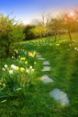 Daffodil Pathway
