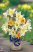 Daffodils in a Jug