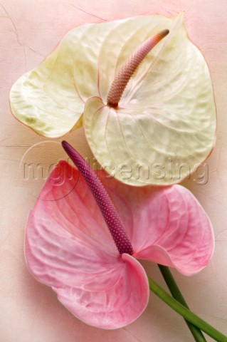 Pink and Cream Anthuriums