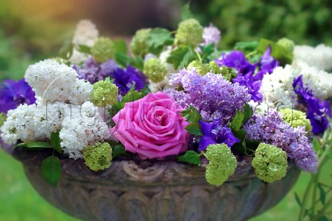Rose  Lilacs