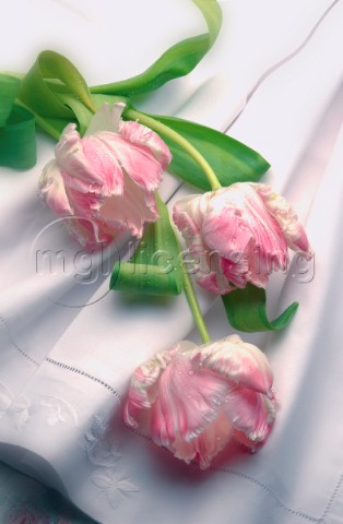 Three Pink Tulips