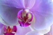 Pink Orchid Close Up
