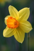 Up Close Daffodil EA171