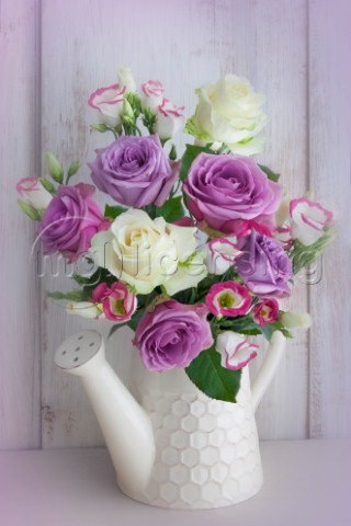 Magenta and White Roses