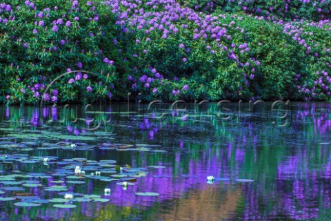 Rhododendron Reflections in a Lilly Pond Kent England 2015
