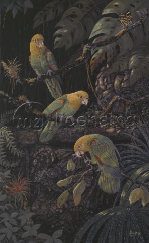 Yellow headed Amazon parrots NPI 983