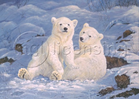 Untamed spirits Polar Bear NPI 982