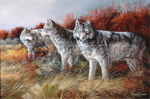 Three wolves NPI 25034