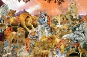 Jungle Cats Medley (Varinat 2)