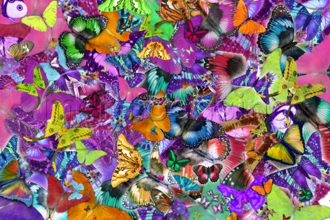 Super Rainbow Butterflies