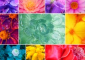 floral_colors