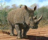 Kruger White Rhino