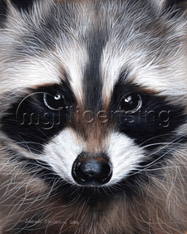 Raccoon oil on canvas