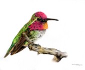 Hummingbird drawn in colour pencils