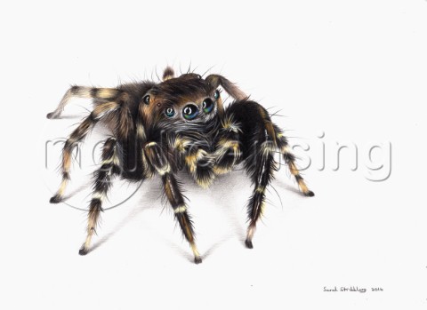 Jumping spider drawn in colour pencils