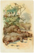Hippos Sleeping TH-10-037