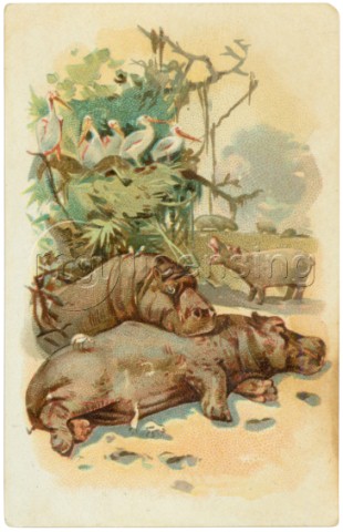 Hippos Sleeping TH10037