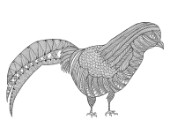 Neeti-Bird-Cock Phesant