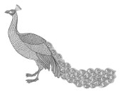 Neeti-Bird-Indian Peacock