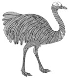 Neeti-Bird-Ostrich