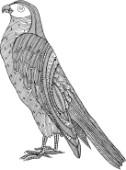 Neeti-Bird-Pigeon Hawk