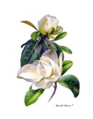 magnolia cps189