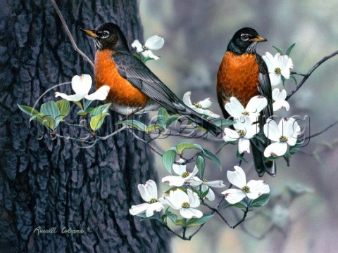 springtime robins cps139