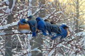 winter Bluebirds cps244