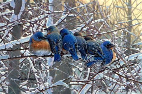 winter Bluebirds cps244