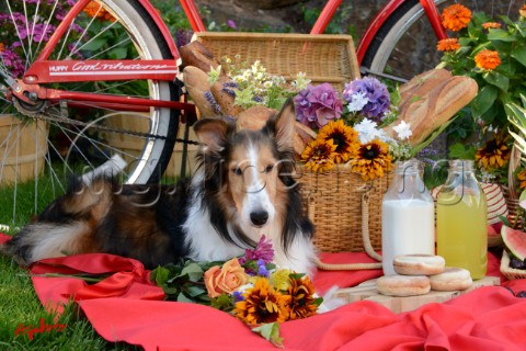 1682Red BicyclePicnic with  Sheltie dog