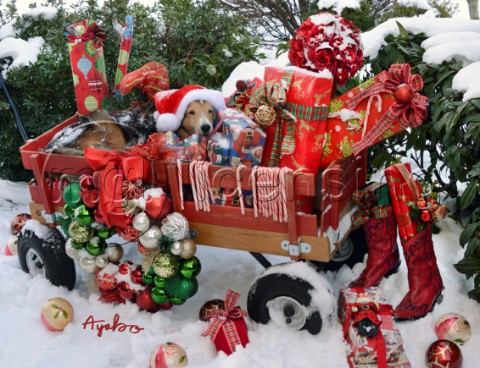 5760Christmas Presents and Dog in Red Wagon on Snow