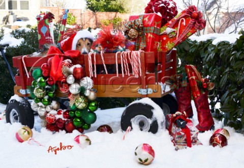 5812Christmas Presents and Dog in Red Wagon on Snow
