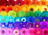 Insta Rainbow Flower Power Rows
