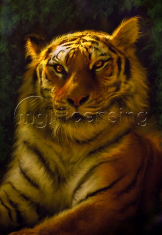 A majestic tiger portrait
