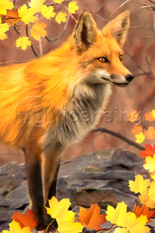 Fall Fox variant 1